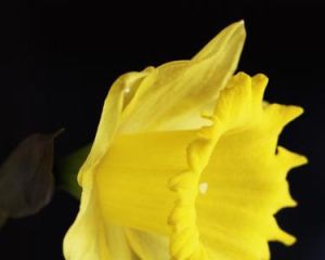 黃水仙花 黃水仙花