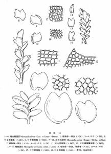 北極錢袋苔 北極錢袋苔