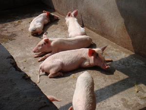 哪哈自然村-生豬養殖