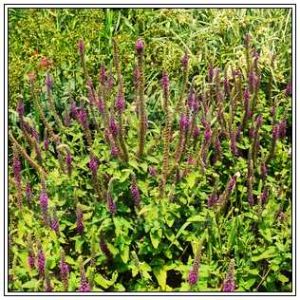 香科科屬 香科科屬