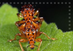 甘薯小象蟲 甘薯小象蟲