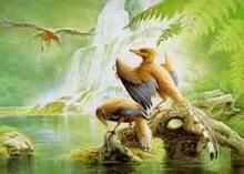 孫氏孔子鳥 孫氏孔子鳥