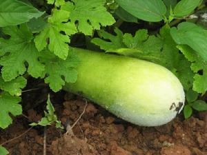 冬瓜瓤[冬瓜瓤]