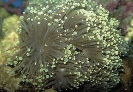 火炬珊瑚 火炬珊瑚