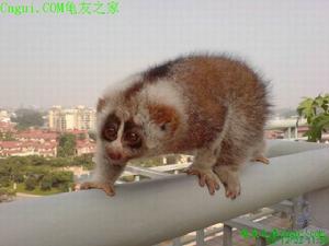 波特懶猴 波特懶猴