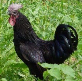 黑羽烏骨雞 黑羽烏骨雞