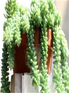 小玉珠簾 小玉珠簾