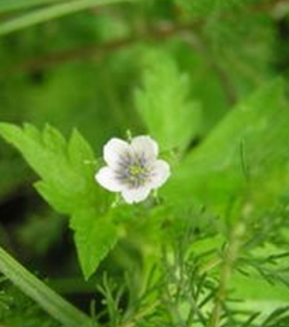 寬片老鸛草 寬片老鸛草