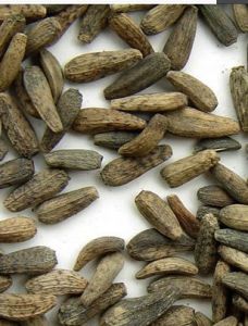 牛蒡子[牛蒡子]