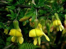 秦嶺錦雞兒 秦嶺錦雞兒