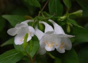 二翅六道木 二翅六道木