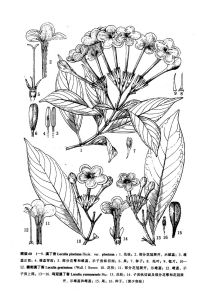 滇丁香（原變種）