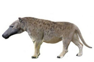 爪獸亞目 爪獸亞目