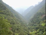 大瑤山甜茶產地