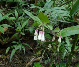 橫脈萬壽竹 橫脈萬壽竹