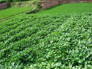 街腰村—種植業