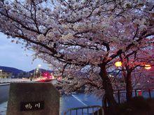 清明櫻花祭[日本傳統節日]