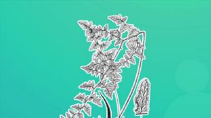 草地卷柏 草地卷柏