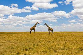 馬賽馬拉國家野生動物保護區