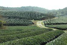 紹興御茶村茶業有限公司