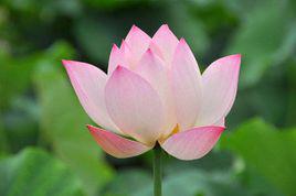 荷花[蓮科植物]