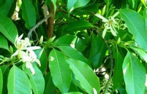 文山潤楠 文山潤楠