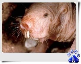 大門齒鼴 大門齒鼴