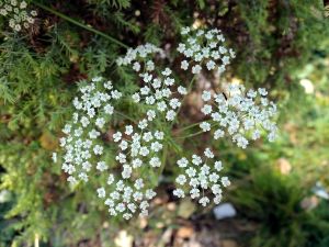大福羅拉花 大福羅拉花