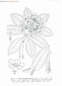 隴蜀杜鵑 隴蜀杜鵑