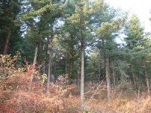 黑龍江省哈爾濱市賓縣勝利林場 黑龍江省哈爾濱市賓縣勝利林場