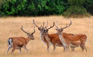 帕米爾鴉蔥 帕米爾鴉蔥