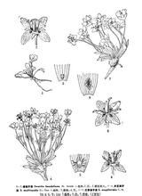 花葶獐牙菜 花葶獐牙菜