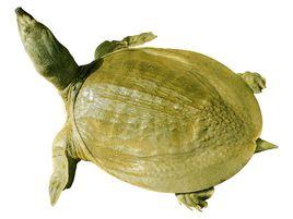 丁馬甲魚 丁馬甲魚