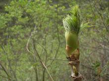 烏龍頭清晰圖片
