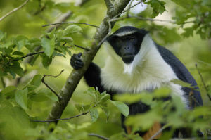 加納長尾猴 加納長尾猴