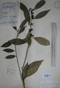 東方野扇花 東方野扇花