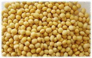 吉林小粒7號 吉林小粒7號