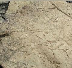 蟲管化石