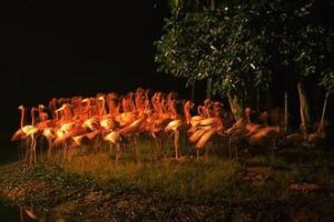 動物移民 動物移民