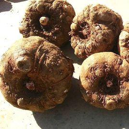 安縣魔芋 安縣魔芋