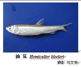 斑尾復蝦虎魚 斑尾復蝦虎魚