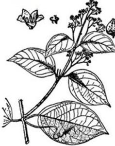 小果微花藤 小果微花藤