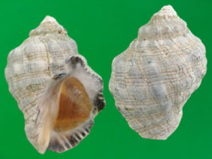 瘤岩螺 瘤岩螺