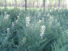 新彊野生苦豆子