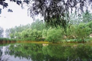 上柳連莊村 上柳連莊村