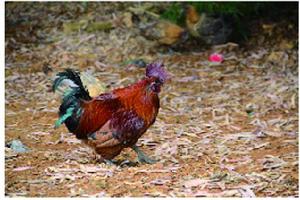 螺髻山烏骨雞 螺髻山烏骨雞