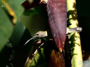 紋背捕蛛鳥 紋背捕蛛鳥