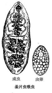 薑片蟲病 薑片蟲病