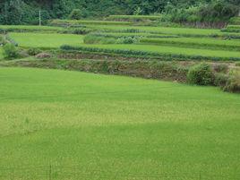 瓦窯村[易門縣綠汁鎮綠汁村民委員會下轄村]