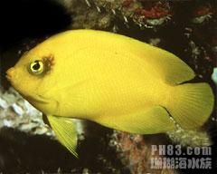 海耳刺尻魚 海耳刺尻魚